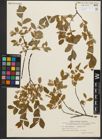 Foto von Salix myrtilloides L. x Salix starkeana Willd.